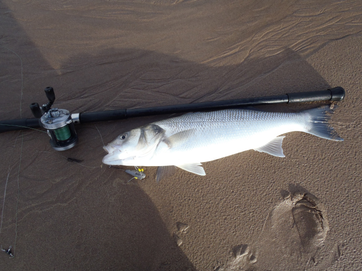 Mike Oliver and Two Handed Rods in Surfcaster's Journal - Fly Fishing -  SurfTalk